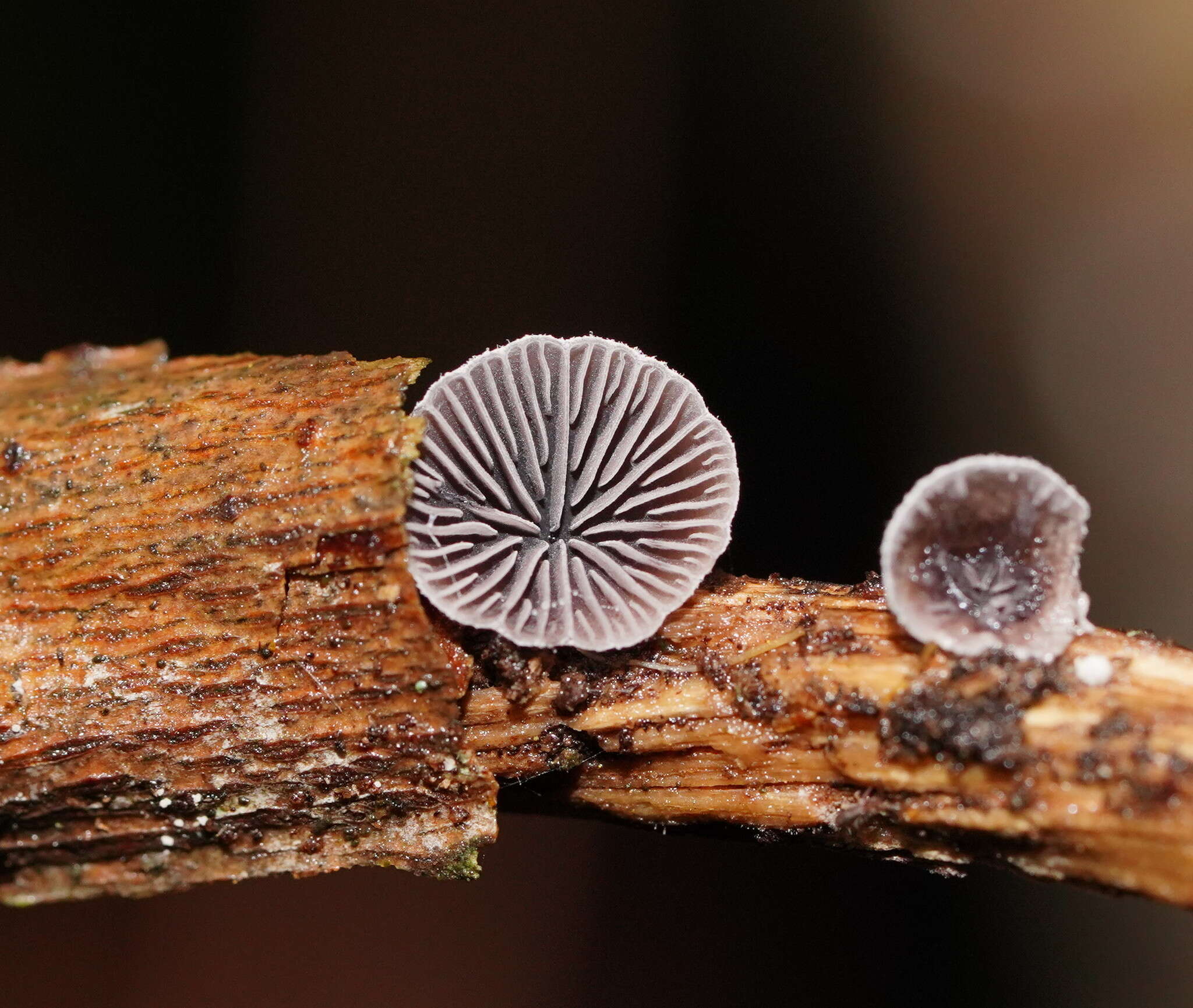 Image of Resupinatus cinerascens (Cleland) Grgur. 1997