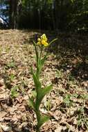 Слика од Cephalanthera falcata (Thunb.) Blume