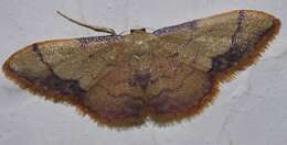 صورة Idaea ostrinaria