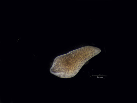 Image of <i>Hydrolimax grisea</i> Haldeman 1843