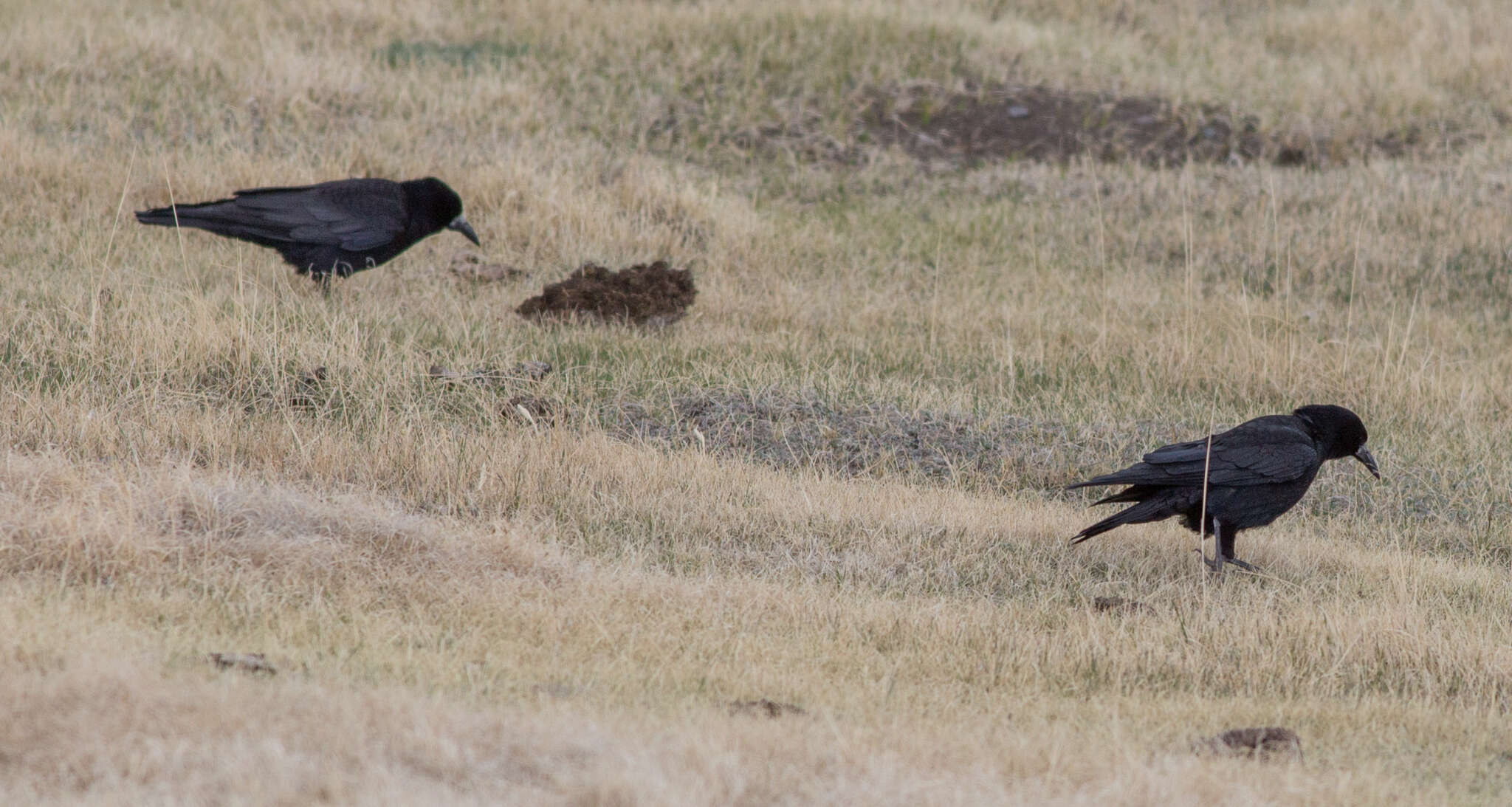 Слика од Corvus frugilegus pastinator Gould 1845