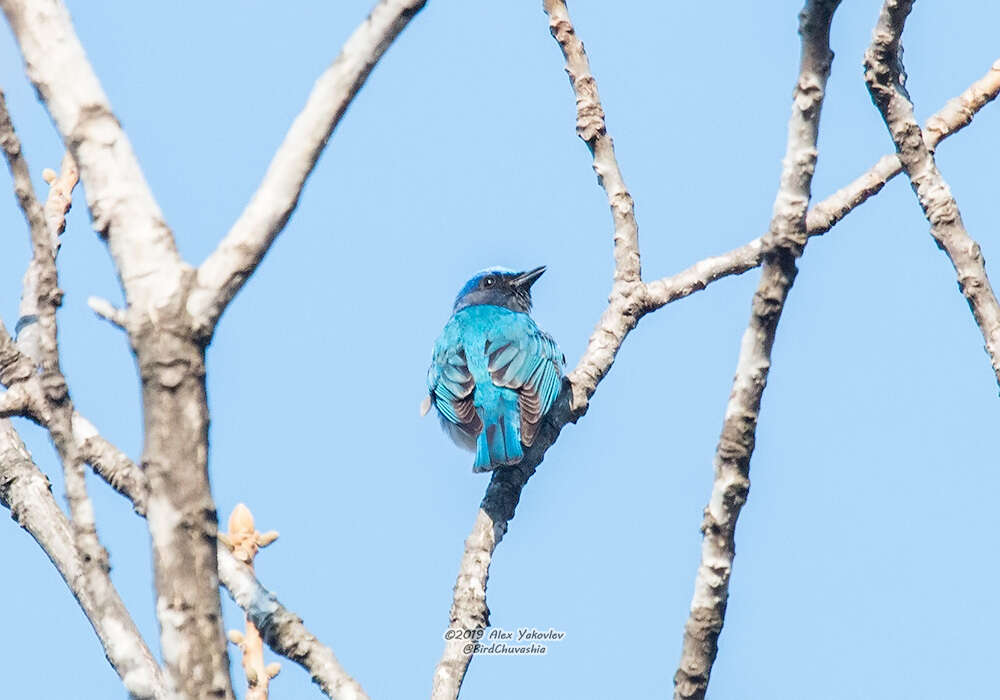 Image of Cyanoptila Blyth 1847