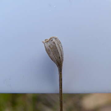 صورة Wahlenbergia gracilenta Lothian