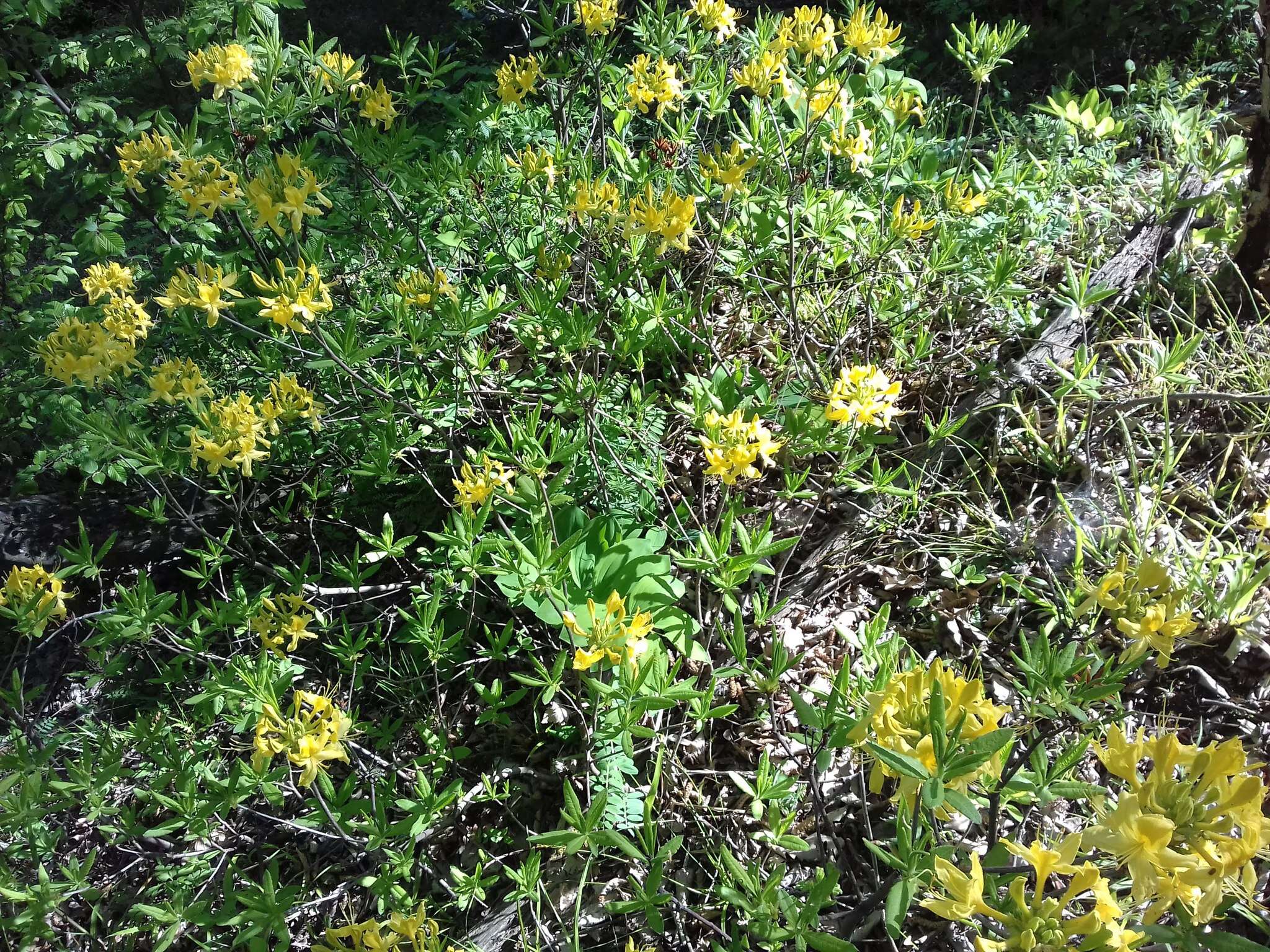 Image of Yellow Azalea