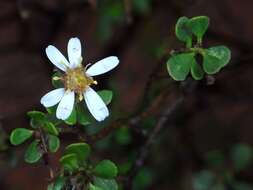 Image de Olearia muelleri (Sonder) Benth.