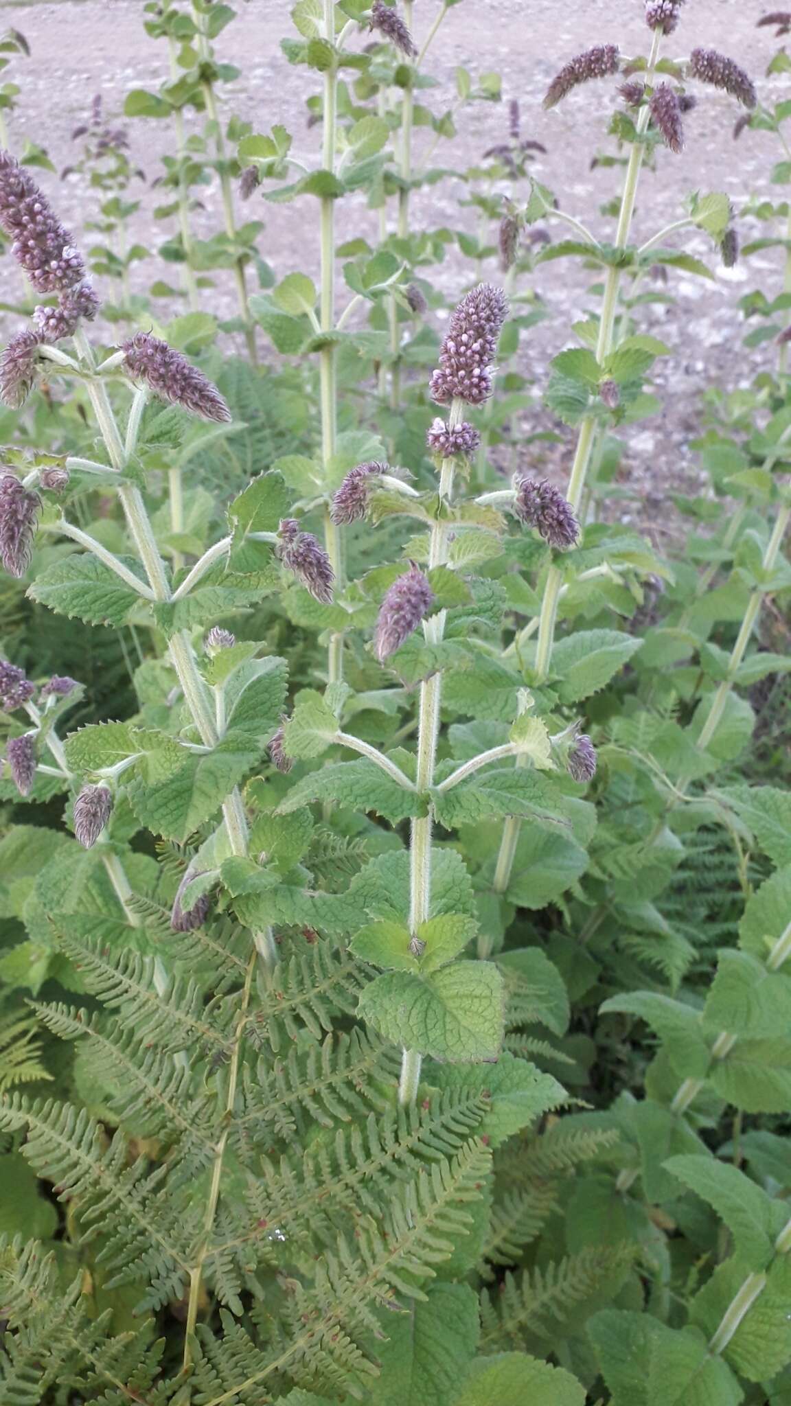 Mentha villosa Huds.的圖片