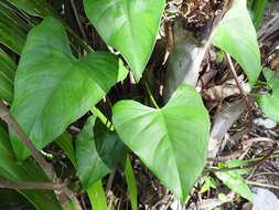 Philodendron jacquinii Schott的圖片