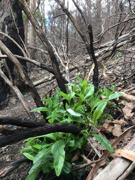 Olearia viscosa (Labill.) Benth. resmi