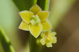 Image of Synostemon bacciformis (L.) G. L. Webster