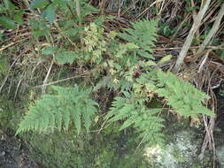 Слика од Pteris tremula R. Br.