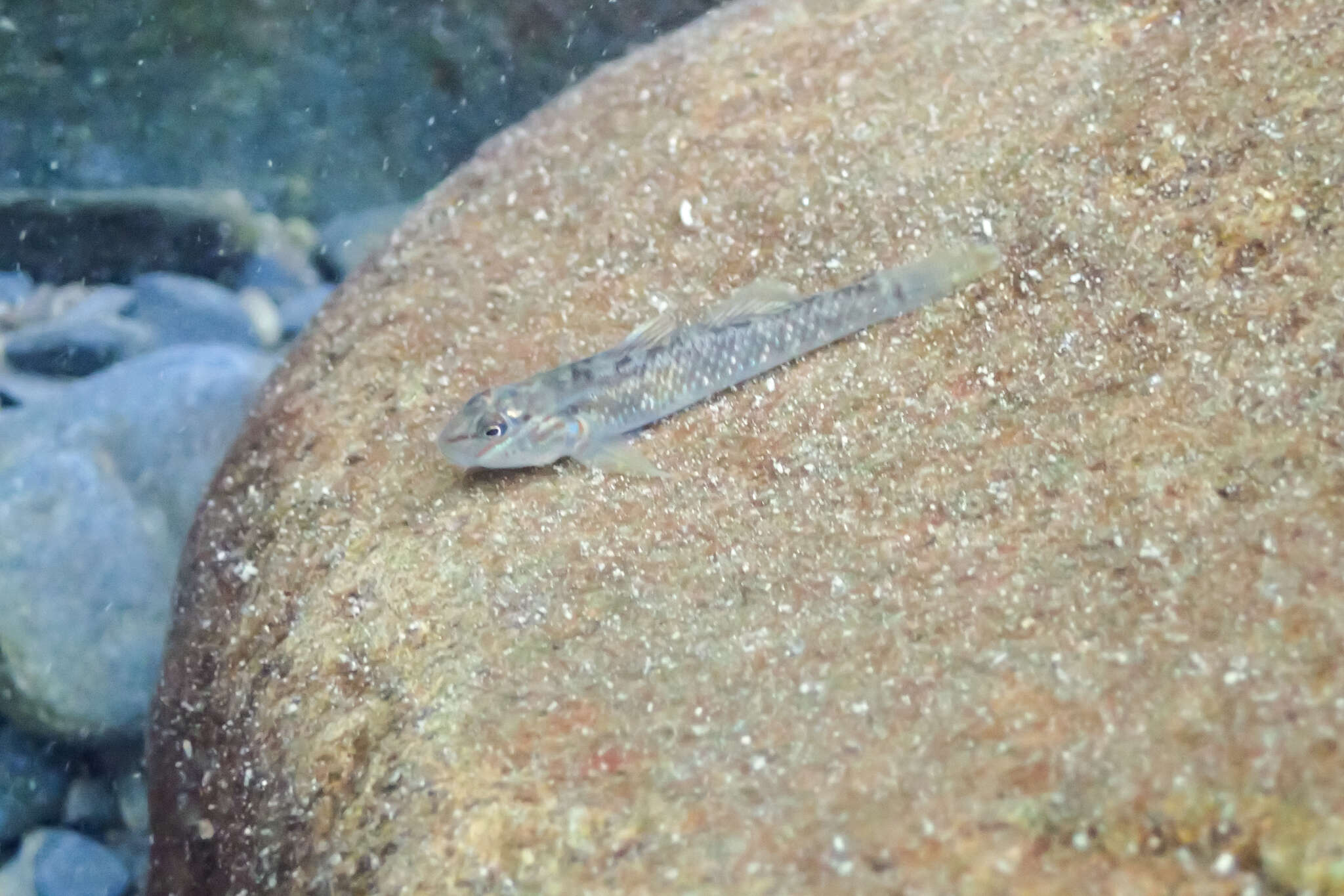 Слика од Rhinogobius candidianus (Regan 1908)