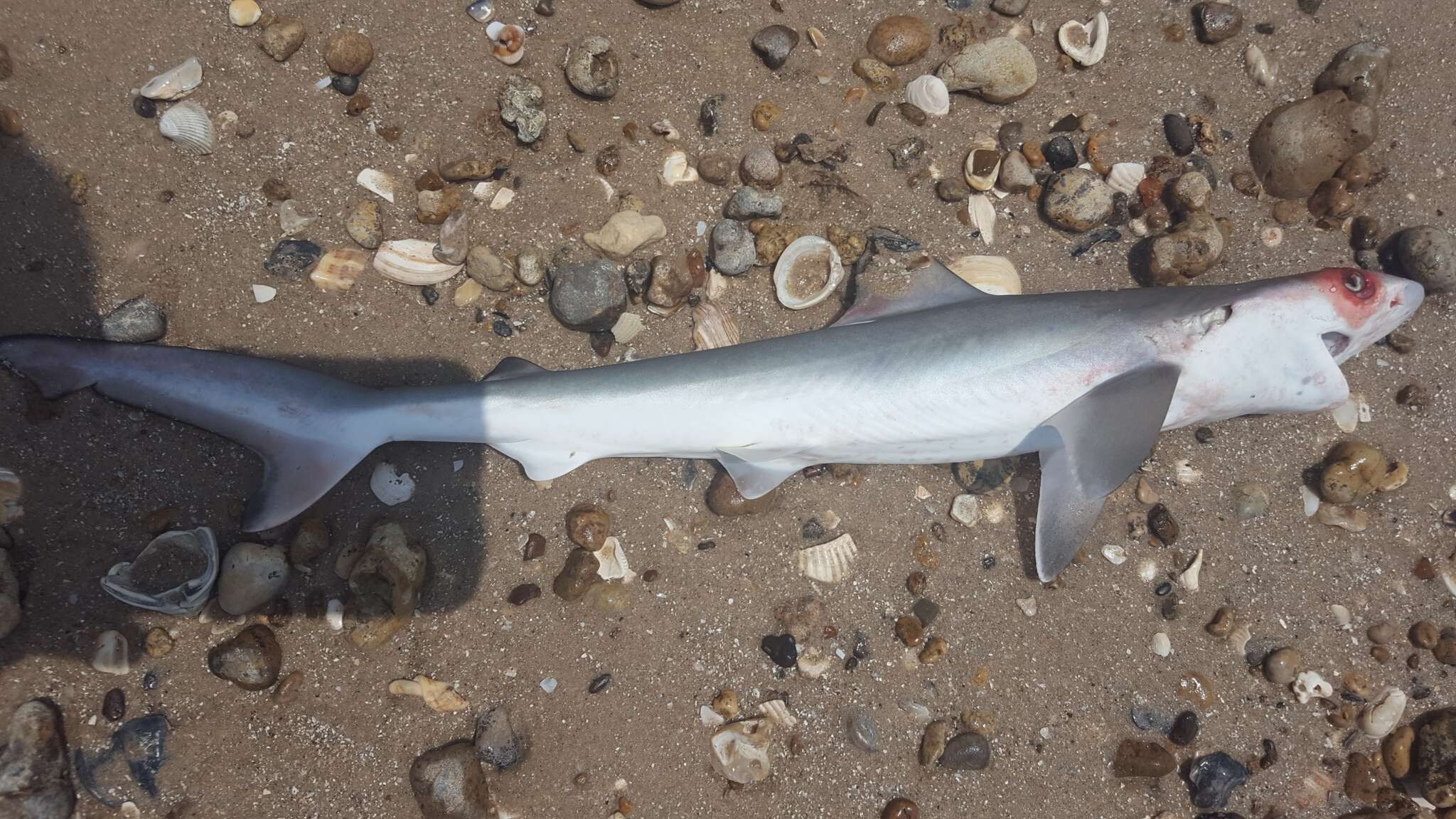 Image of Atlantic Sharpnose Shark