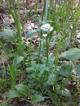 Image of marsh valerian