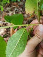 Image of Croton hostmannii Miq. ex Schltdl.