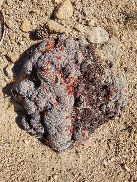 Image of southern alpine buckwheat