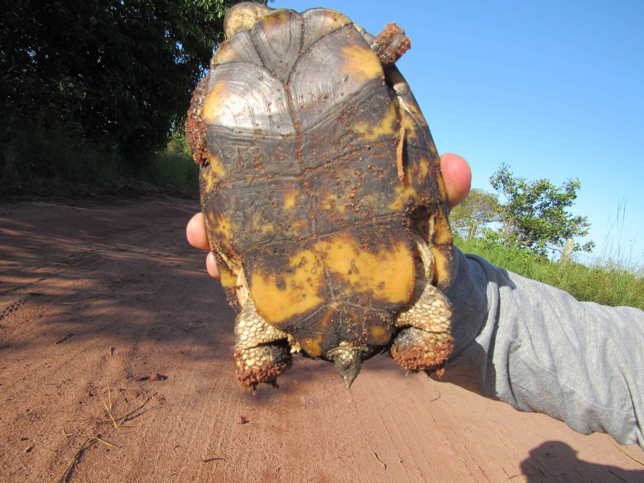 Image of Brazilian Radiolated Swamp Turtle