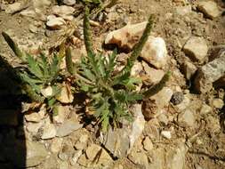 صورة Plantago crypsoides Boiss.