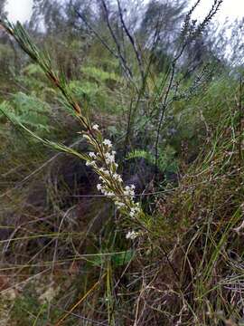 Image of Dracophyllum lessonianum A. Rich.