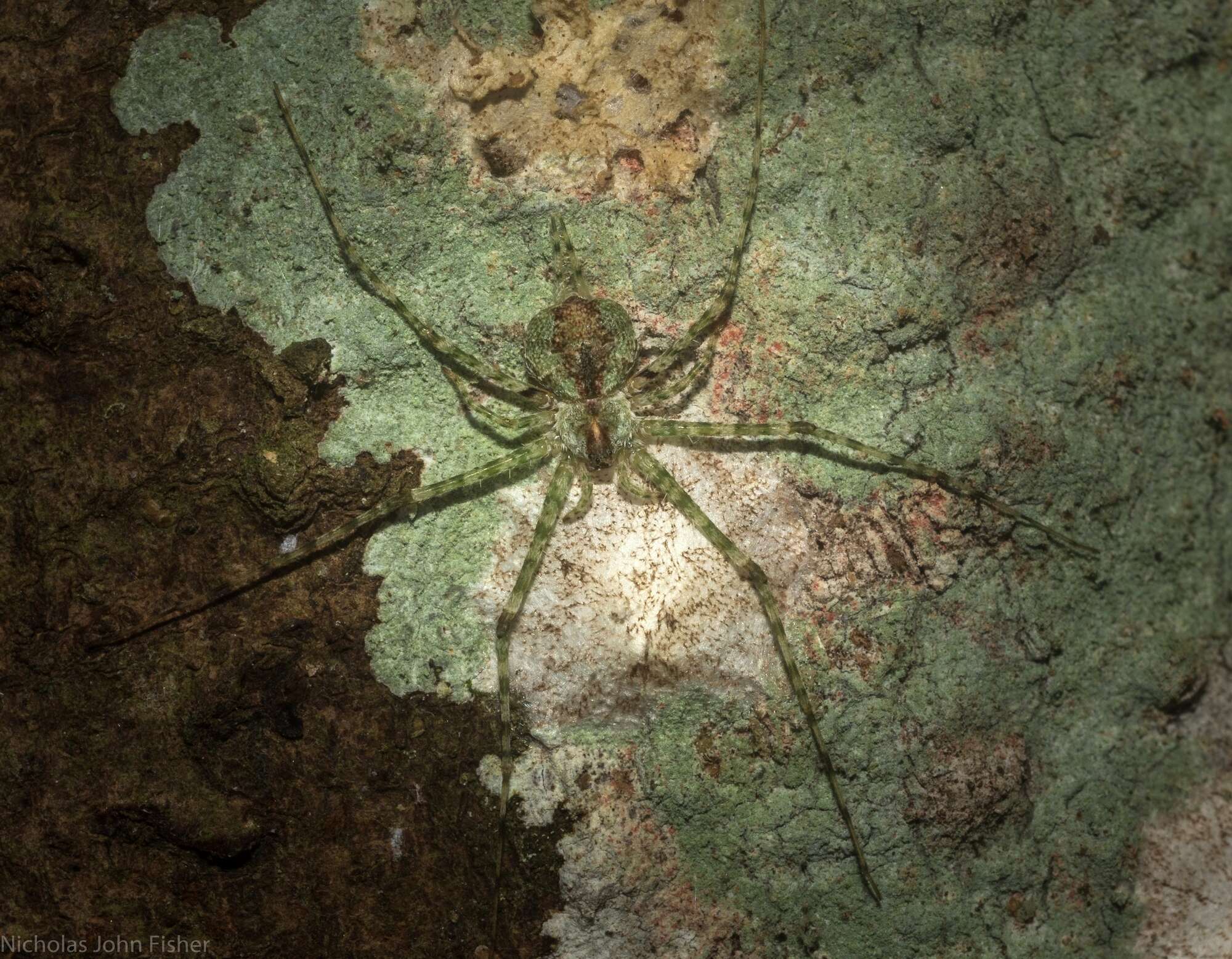 Image of Tamopsis tweedensis Baehr & Baehr 1987