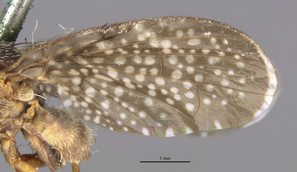 Image of <i>Eutreta simplex</i> Thomas 1914