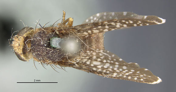 Image of <i>Eutreta simplex</i> Thomas 1914
