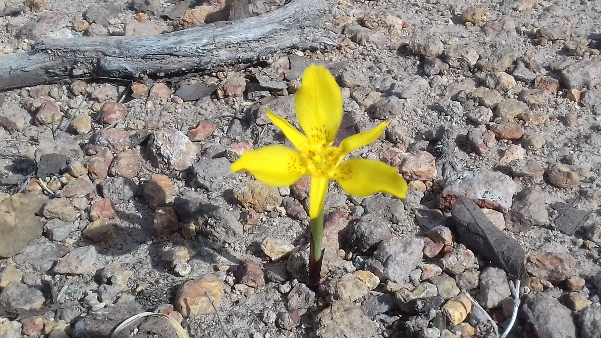 Image of Tigridia dugesii S. Watson