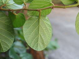 Image of Ficus trichocarpa Bl.