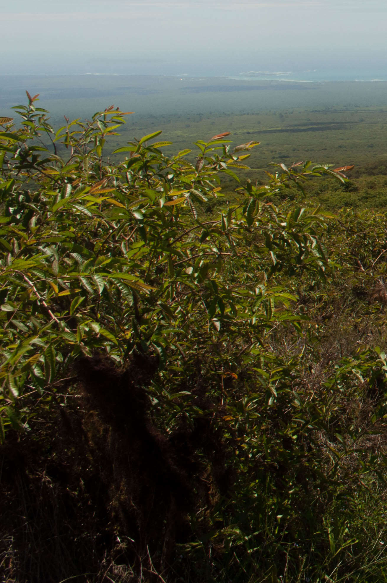 Image of guava