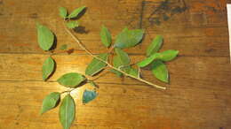 Image of Cleistanthus cunninghamii (Müll. Arg.) Müll. Arg.