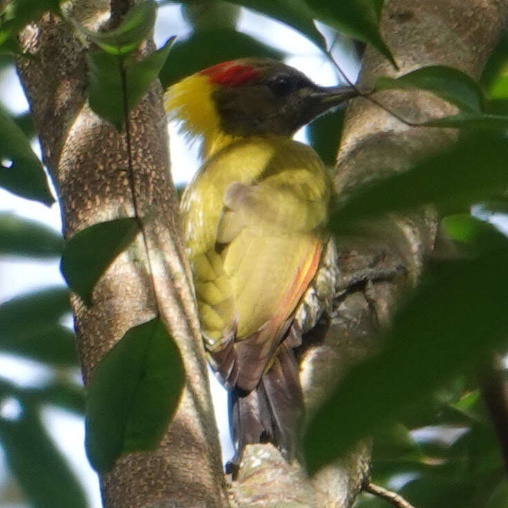 Image of Lesser Yellownape Woodpecker