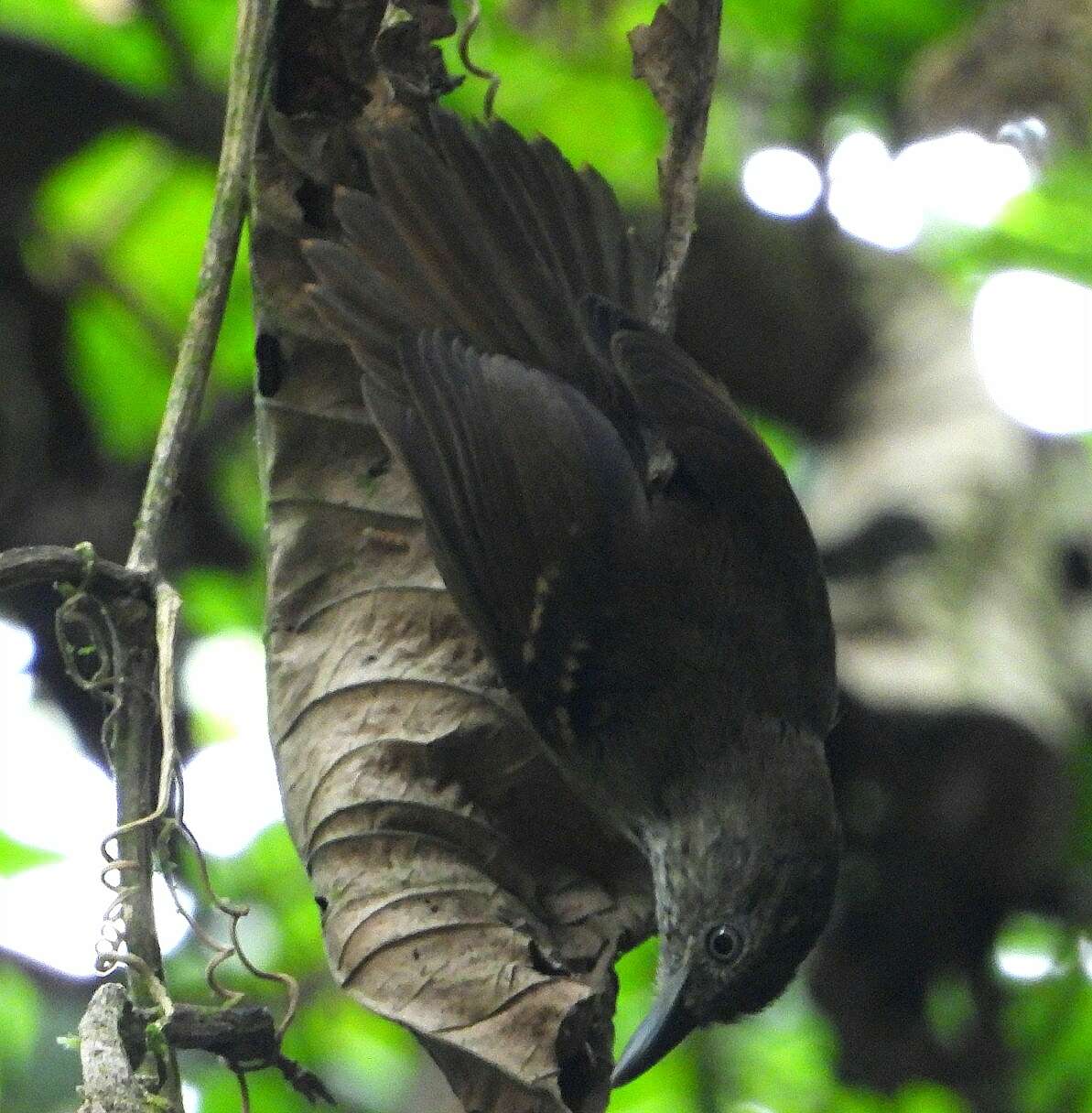 Image of Checker-throated Antwren