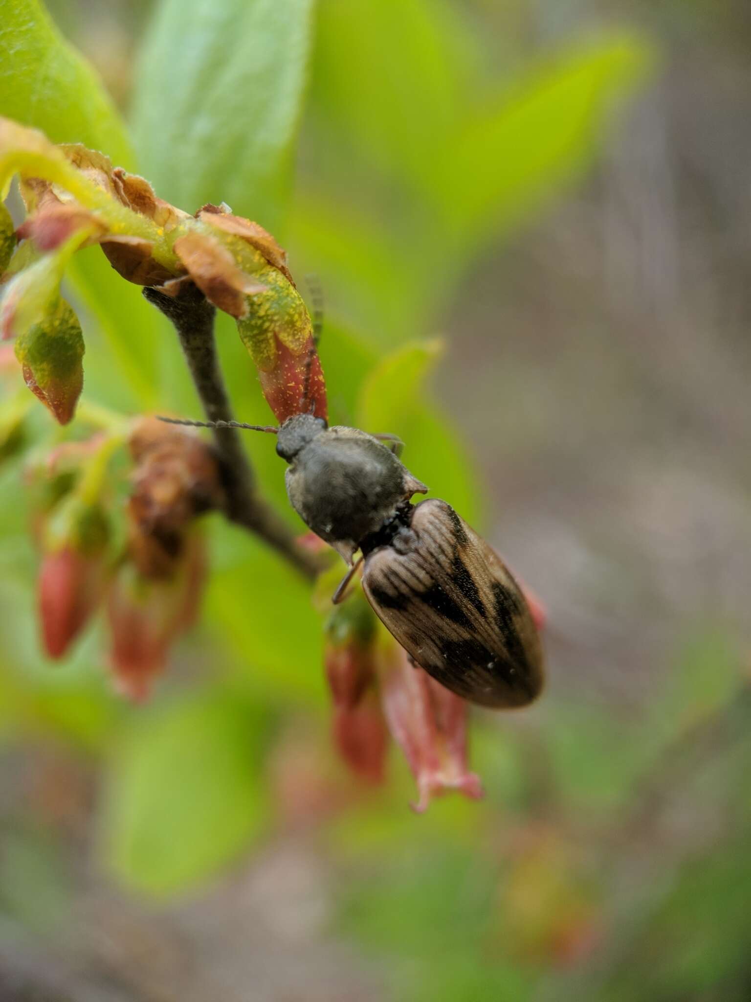 Image of Elateridae