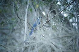 Image of Magpie-jay