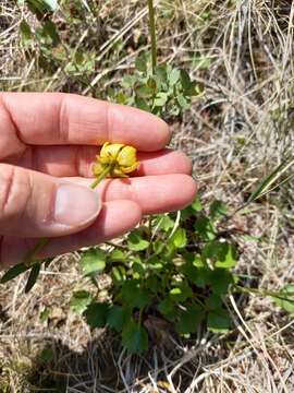 Image of sulphur buttercup