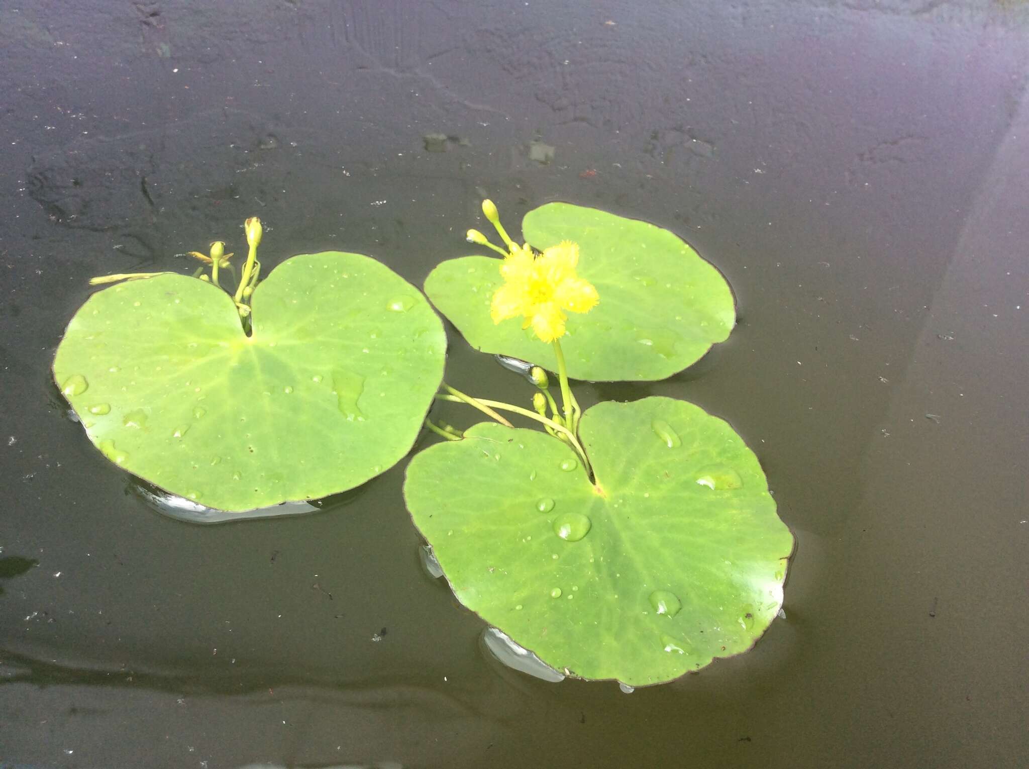 Image of Nymphoides fallax Ornduff