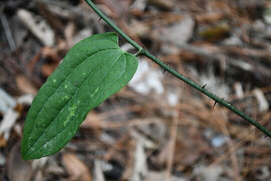 Image of Smilax moranensis M. Martens & Galeotti