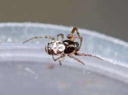 Image of Hypsosinga kazachstanica Ponomarev 2007