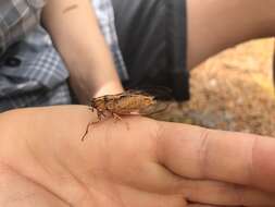 Image of Chatham Island cicada