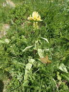 Image of Gentiana burseri subsp. burseri