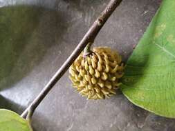 Imagem de Annona holosericea Saff.