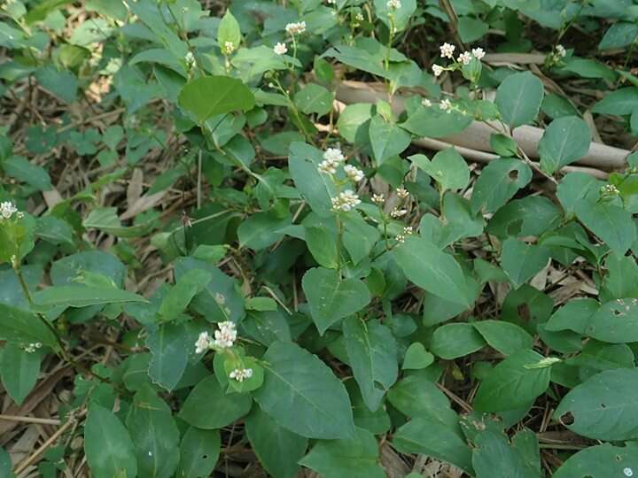 Sivun Persicaria chinensis (L.) Nakai kuva