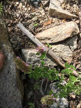 Image of Trans-Pecos giant hyssop