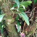 Masdevallia lata Rchb. fil.的圖片