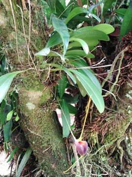 Imagem de Masdevallia lata Rchb. fil.