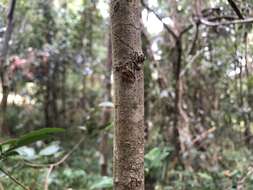 Plancia ëd Strychnos psilosperma F. Müll.