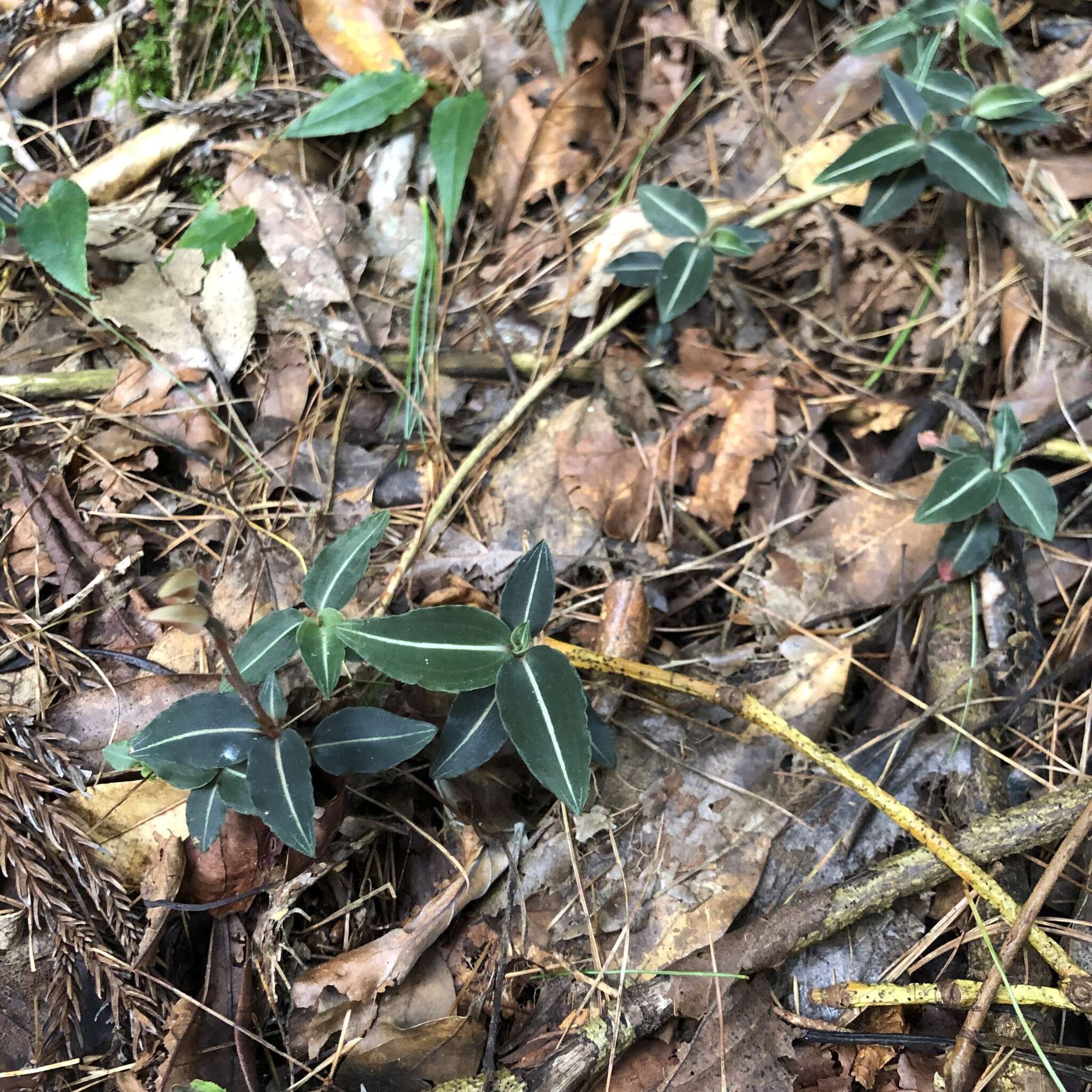 Слика од Goodyera similis Blume