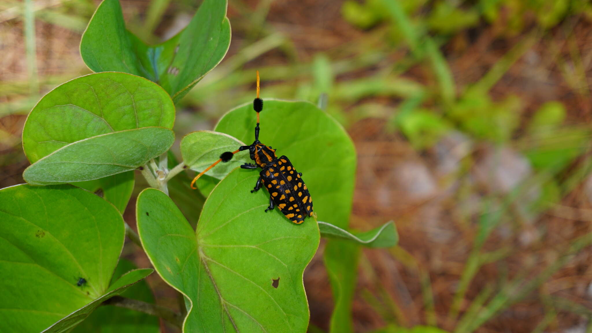 Image of Aristobia approximator (Thomson 1865)