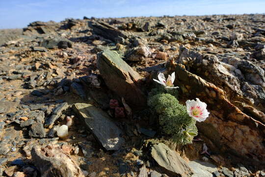 Image of Monsonia multifida E. Mey.