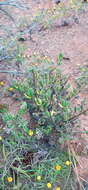 Image of Delosperma pageanum (L. Bol.) Schwant.