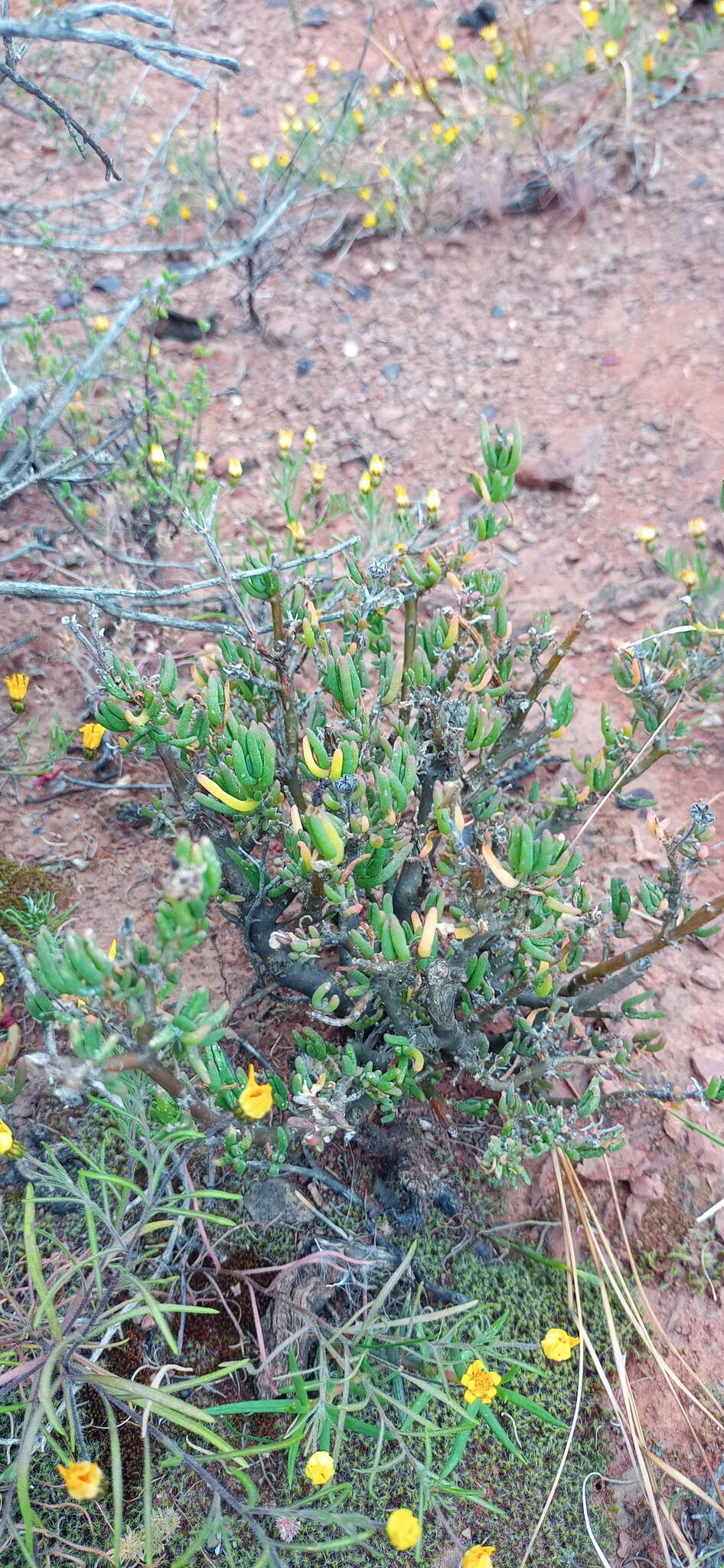 Image of Delosperma pageanum (L. Bol.) Schwant.